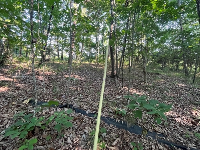 Peaceful 21.52 +- acres for sale on the Cumberland Plateau - image 12