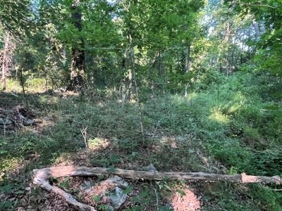Peaceful 21.52 +- acres for sale on the Cumberland Plateau - image 4