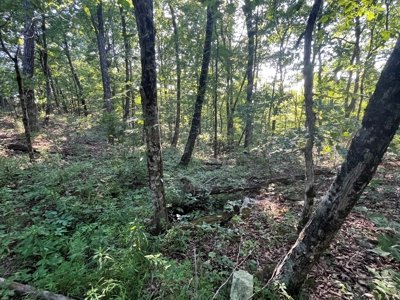 Peaceful 21.52 +- acres for sale on the Cumberland Plateau - image 5