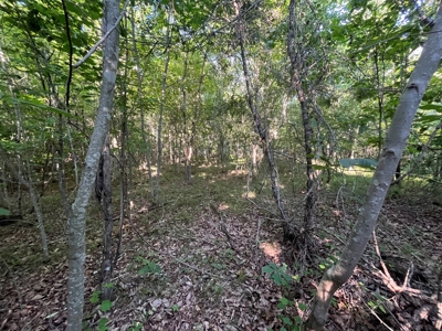 Peaceful 21.52 +- acres for sale on the Cumberland Plateau - image 2