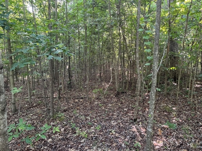 Peaceful 21.52 +- acres for sale on the Cumberland Plateau - image 13