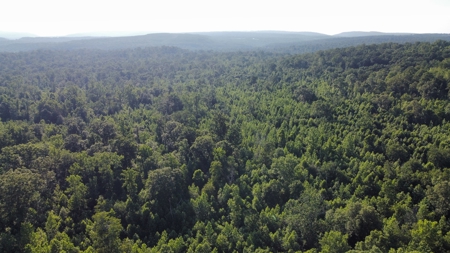Peaceful 21.2 +- acres for sale on the Cumberland Plateau - image 17