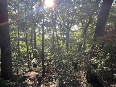 Peaceful 21.2 +- acres for sale on the Cumberland Plateau - image 9