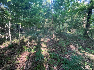 Peaceful 21.2 +- acres for sale on the Cumberland Plateau - image 2