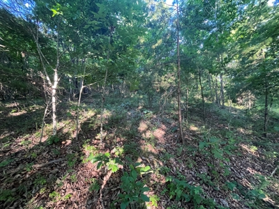 Peaceful 21.2 +- acres for sale on the Cumberland Plateau - image 14