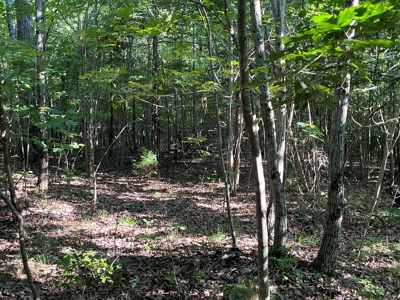Peaceful 21.2 +- acres for sale on the Cumberland Plateau - image 6