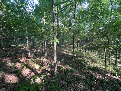 Peaceful 21.2 +- acres for sale on the Cumberland Plateau - image 12