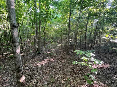 Peaceful 21.2 +- acres for sale on the Cumberland Plateau - image 3