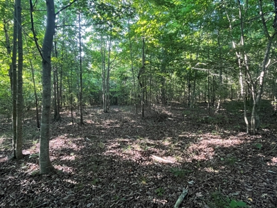 Peaceful 21.2 +- acres for sale on the Cumberland Plateau - image 5