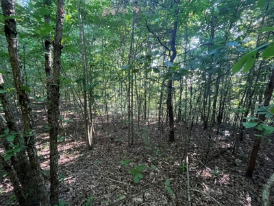 Peaceful 21.2 +- acres for sale on the Cumberland Plateau - image 10