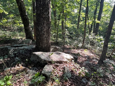 Peaceful 21.2 +- acres for sale on the Cumberland Plateau - image 8