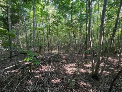Peaceful 21.2 +- acres for sale on the Cumberland Plateau - image 11