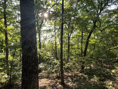 Peaceful 21.2 +- acres for sale on the Cumberland Plateau - image 7