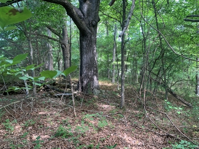 Flat as a Floor 3+ Acres - image 9