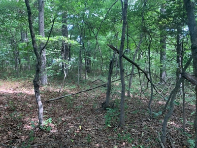 Flat as a Floor 3+ Acres - image 11