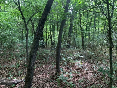 Flat as a Floor 3+ Acres - image 12
