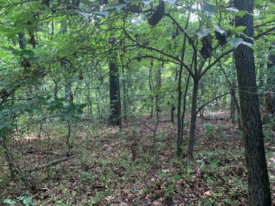 Flat as a Floor 3+ Acres - image 8