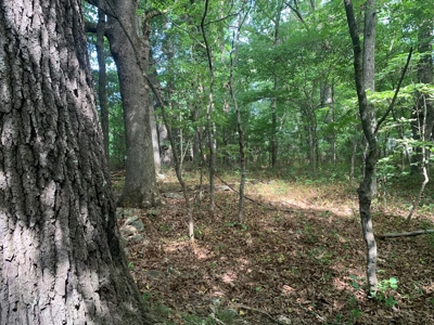 Flat as a Floor 3+ Acres - image 10