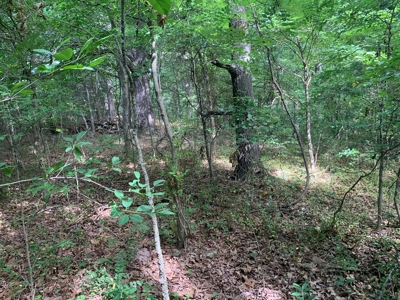 Flat as a Floor 3+ Acres - image 6