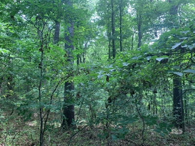 Flat as a Floor 3+ Acres - image 7