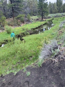 440+/-Acres 47N71 & 47N10 USFS Roads - image 14