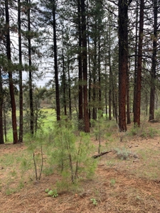 440+/-Acres 47N71 & 47N10 USFS Roads - image 9
