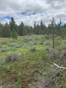 440+/-Acres 47N71 & 47N10 USFS Roads - image 17