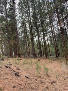 440+/-Acres 47N71 & 47N10 USFS Roads - image 7
