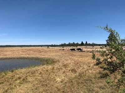 440+/-Acres 47N71 & 47N10 USFS Roads - image 37