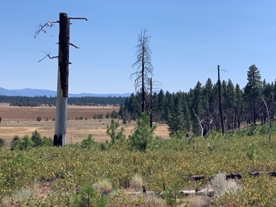 440+/-Acres 47N71 & 47N10 USFS Roads - image 40