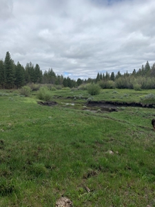 440+/-Acres 47N71 & 47N10 USFS Roads - image 2