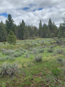 440+/-Acres 47N71 & 47N10 USFS Roads - image 18