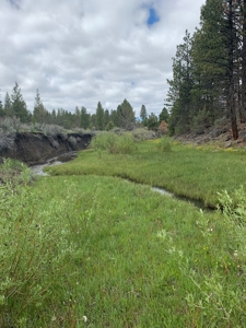 440+/-Acres 47N71 & 47N10 USFS Roads - image 16