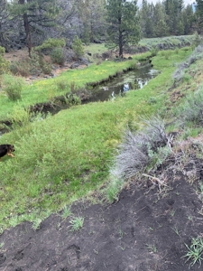 440+/-Acres 47N71 & 47N10 USFS Roads - image 13