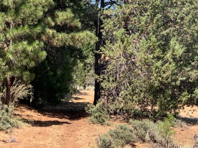 440+/-Acres 47N71 & 47N10 USFS Roads - image 38