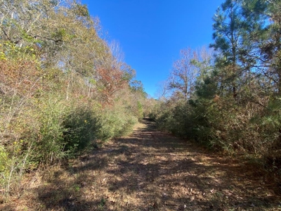 167 Acres Hunting Land for Sale in Amite County, MS - image 45