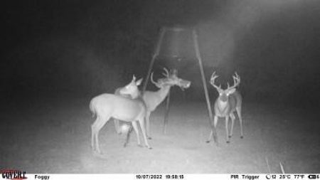 167 Acres Hunting Land for Sale in Amite County, MS - image 7