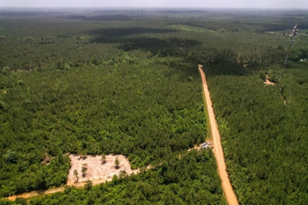 167 Acres Hunting Land for Sale in Amite County, MS - image 16