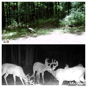167 Acres Hunting Land for Sale in Amite County, MS - image 8