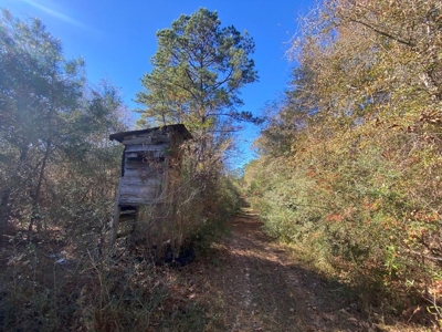 167 Acres Hunting Land for Sale in Amite County, MS - image 32