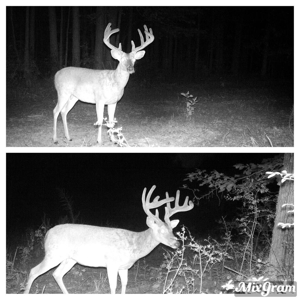 167 Acres Hunting Land for Sale in Amite County, MS - image 3