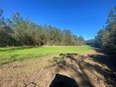 167 Acres Hunting Land for Sale in Amite County, MS - image 26