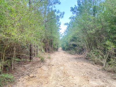 167 Acres Hunting Land for Sale in Amite County, MS - image 36