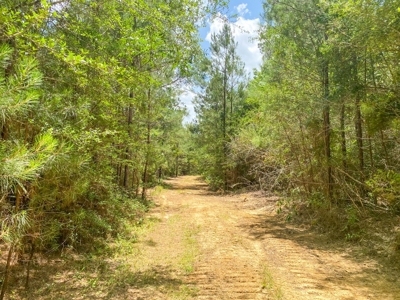 167 Acres Hunting Land for Sale in Amite County, MS - image 44