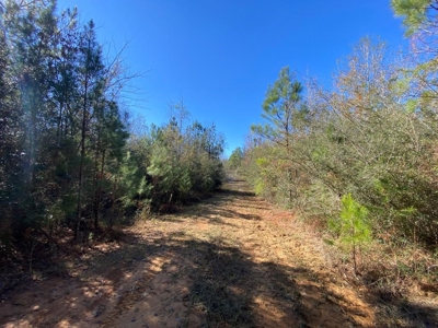 167 Acres Hunting Land for Sale in Amite County, MS - image 46
