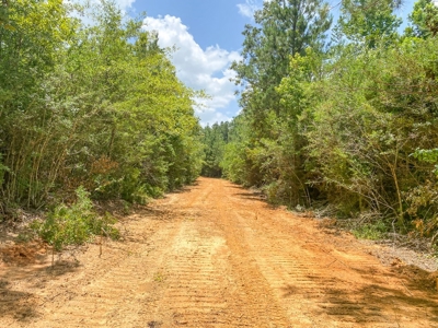 167 Acres Hunting Land for Sale in Amite County, MS - image 42