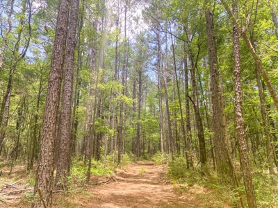 167 Acres Hunting Land for Sale in Amite County, MS - image 40
