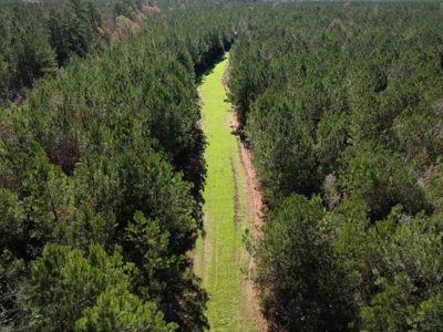 167 Acres Hunting Land for Sale in Amite County, MS - image 10