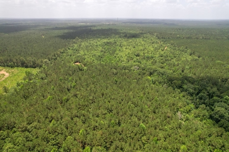 167 Acres Hunting Land for Sale in Amite County, MS - image 22