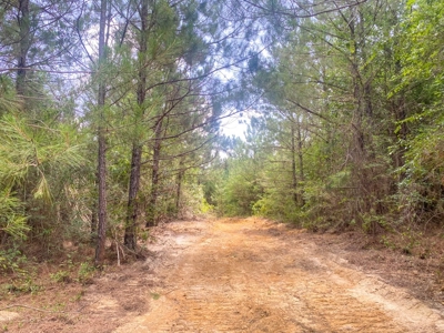 167 Acres Hunting Land for Sale in Amite County, MS - image 34